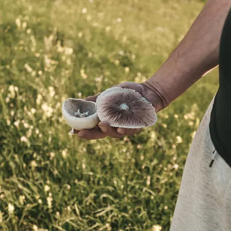 Nyaraló Domacinstvo Braca Rebic Gacko