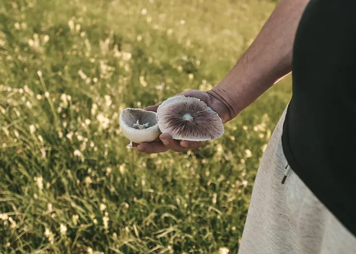 Holiday home Domacinstvo Braca Rebic Gacko